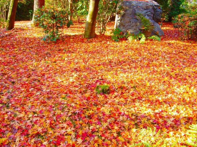 浜松市のおすすめ紅葉スポットをご紹介 一建設株式会社 はじめの注文住宅 新築一戸建て 建売住宅の一建設